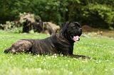 CANE CORSO 913